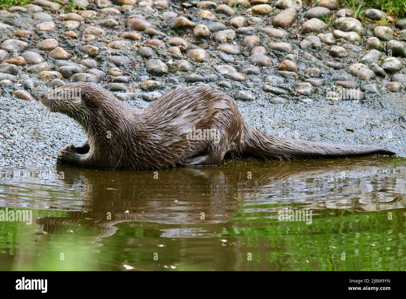Buckfastleigh, Großbritannien. 07.. Juni 2022. Otter, die das warme Wetter genießen, auf dem Dart River in Buckfastleigh, Devon, UK Credit: Will Tudor/Alamy Live News Stockfoto