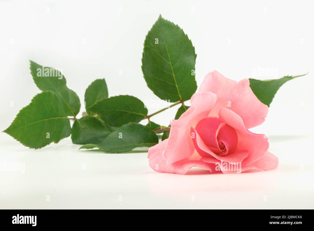 Legte rosa Rose Blume auf einem hellen Hintergrund. Nahaufnahme. Stockfoto