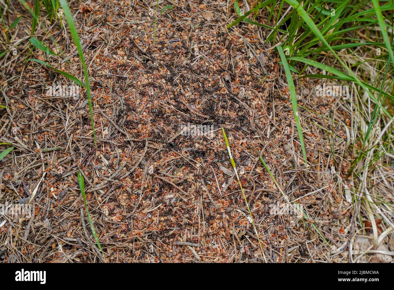 Schwarze Ameisen nisten in Ameisen. Niederlande. Stockfoto