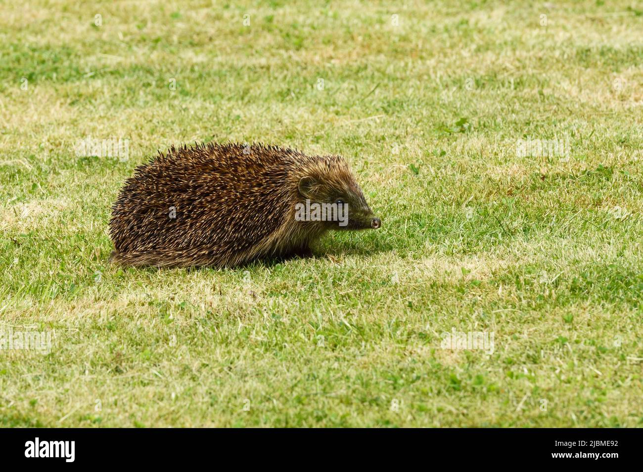 Ein ausgewachsener Igel auf einem Gartenrasen in Großbritannien Stockfoto