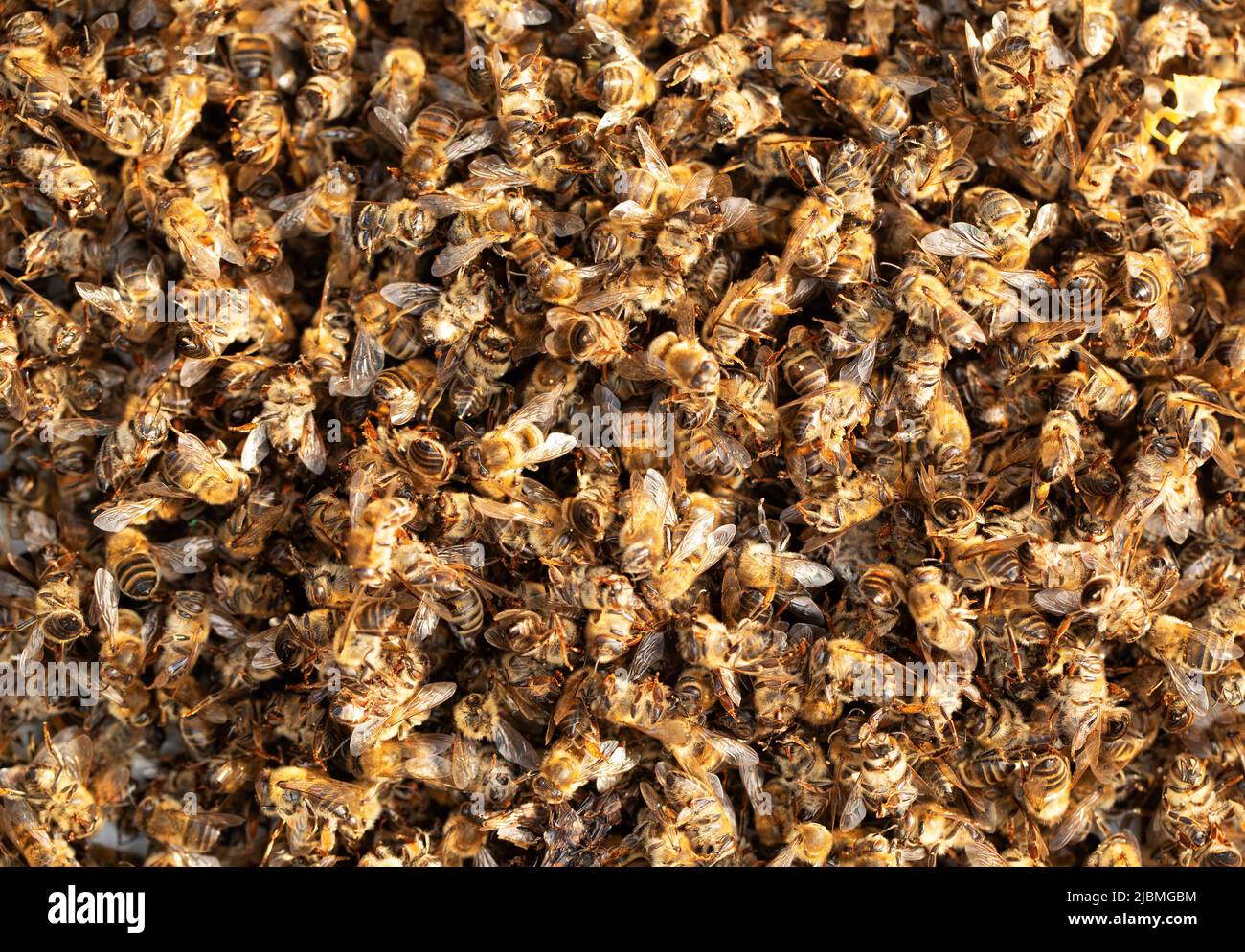 Tote Bienen, toter Schwarm, der nicht überwintern konnte. Auswirkungen von Pestiziden auf Bienen. Vergiftete Insekten. Stockfoto