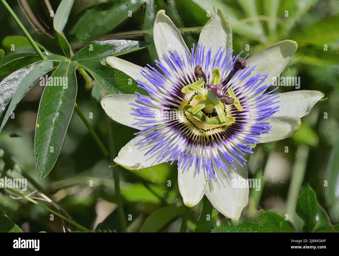 Nahaufnahme einer Passionsblume (Passiflora edulis f. flavicarpa) in voller Blüte Stockfoto