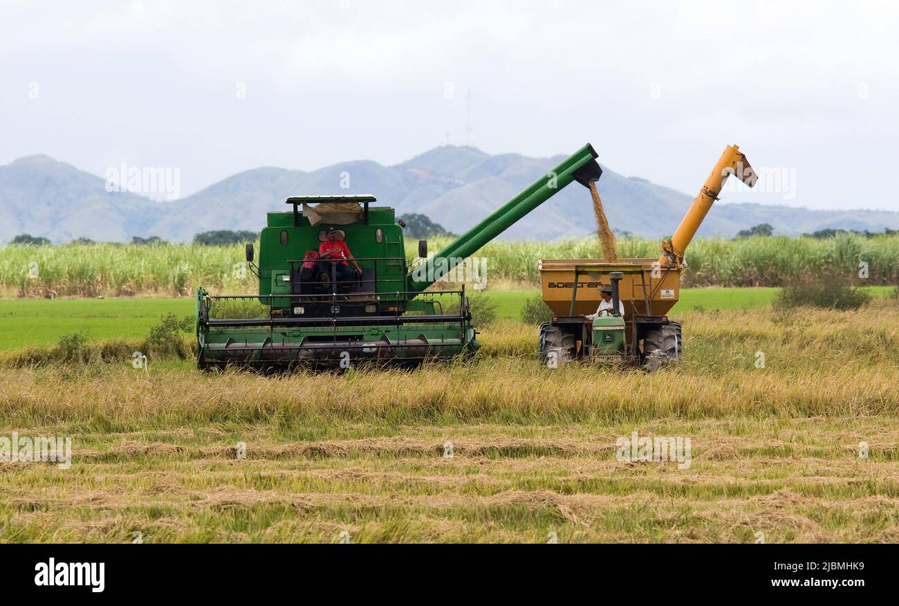 Panama, in der Provinz Chiriqui, wird Reis geerntet. Es sind auch Dreschmaschinen auf dem Feld. Stockfoto