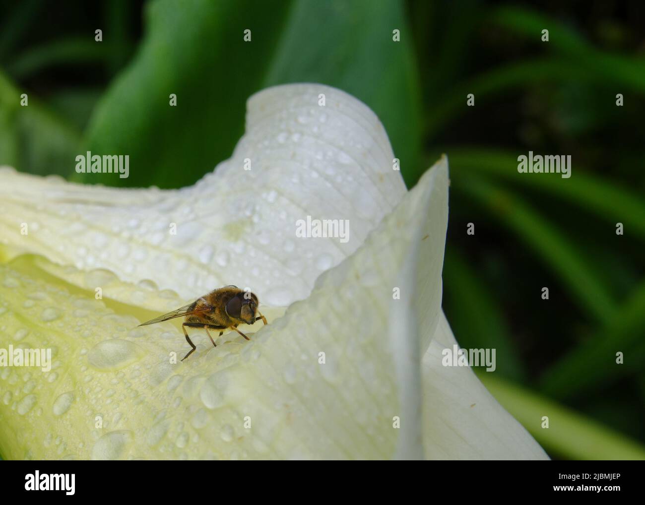 Nahaufnahme einer einzelnen Fliege, die auf einer nassen Calla-Lilie zwischen Wassertropfen sitzt Stockfoto