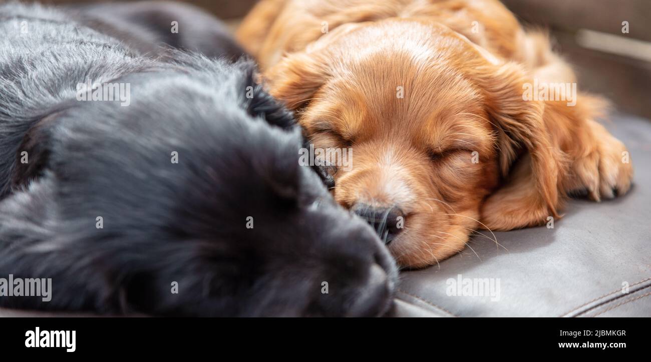 Panorama Web Banner Header niedliche schwarze und braune Welpen Hunde schlafen in der Sonne auf einem Kissen Panorama Stockfoto