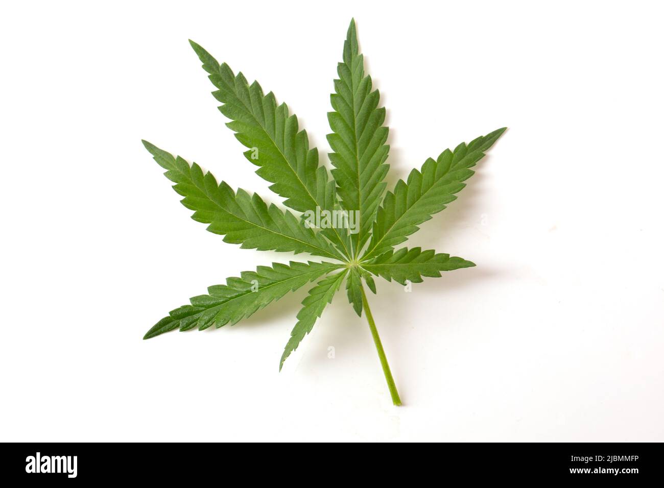 Grünes Blatt einer Cannabispflanze auf weißem Hintergrund. Stockfoto