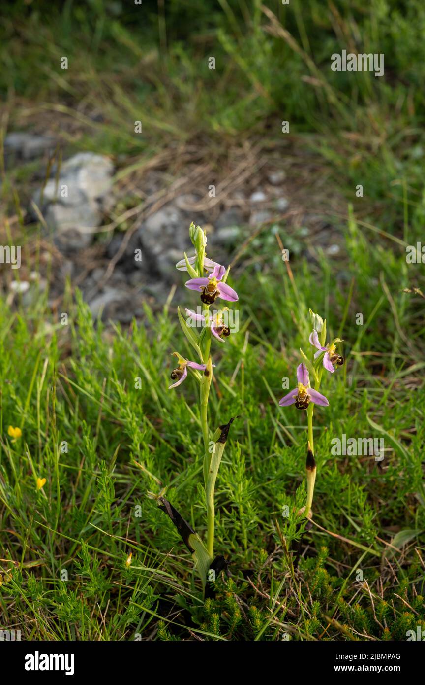 Frühlingsblüte von bunten wilden Orchideen Blumen auf Wiesen in der Nähe von Dorf Bakio, Baskenland, Spanien Stockfoto