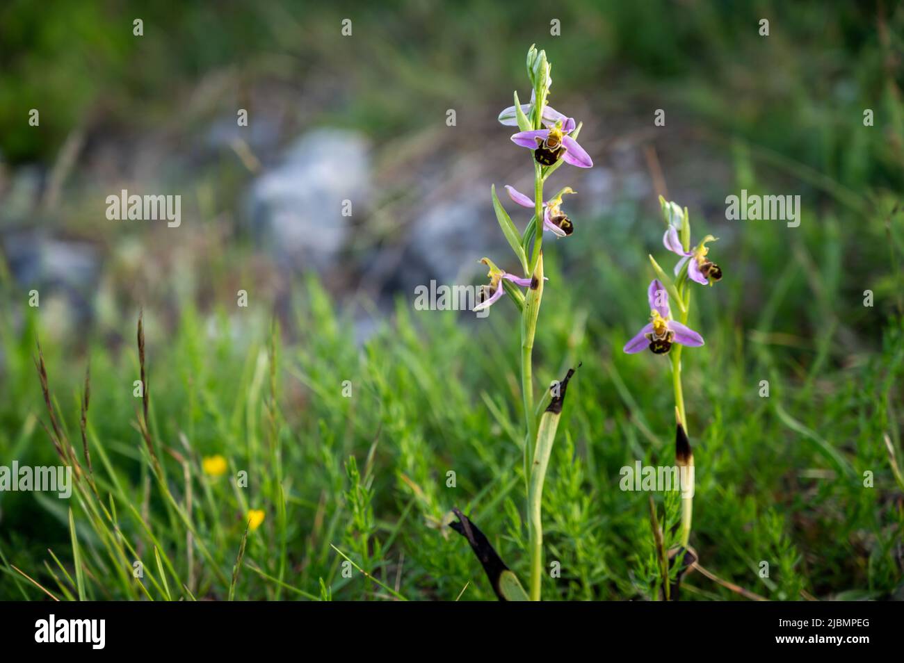 Frühlingsblüte von bunten wilden Orchideen Blumen auf Wiesen in der Nähe von Dorf Bakio, Baskenland, Spanien Stockfoto