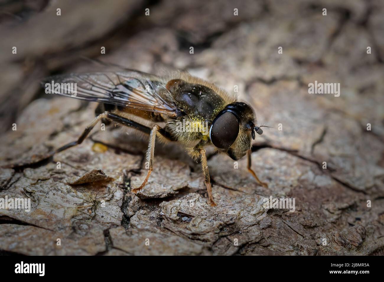 Drohne fliegen Stockfoto