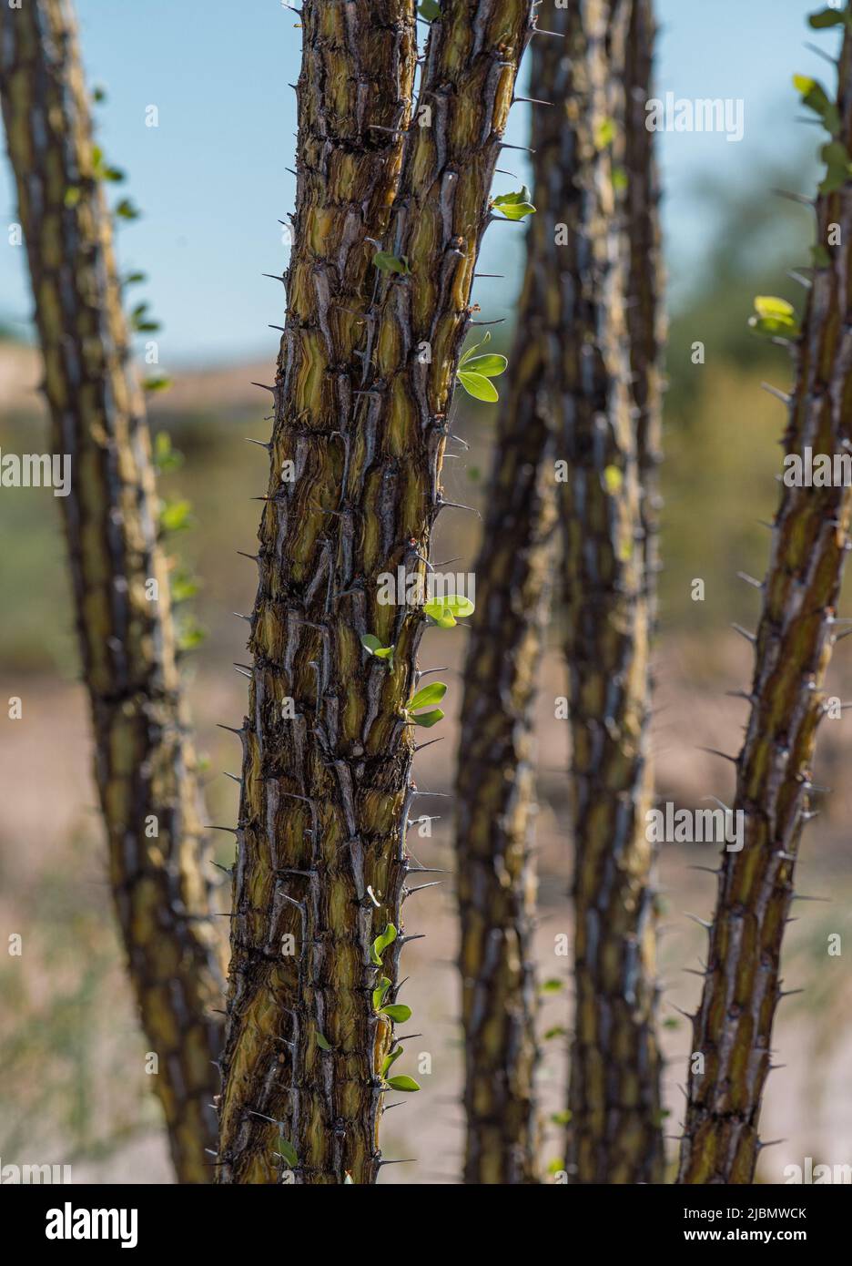 Ocotillo Kaktus in Arizona mit frischen, neuen grünen Blättern. Nahaufnahme. Stockfoto
