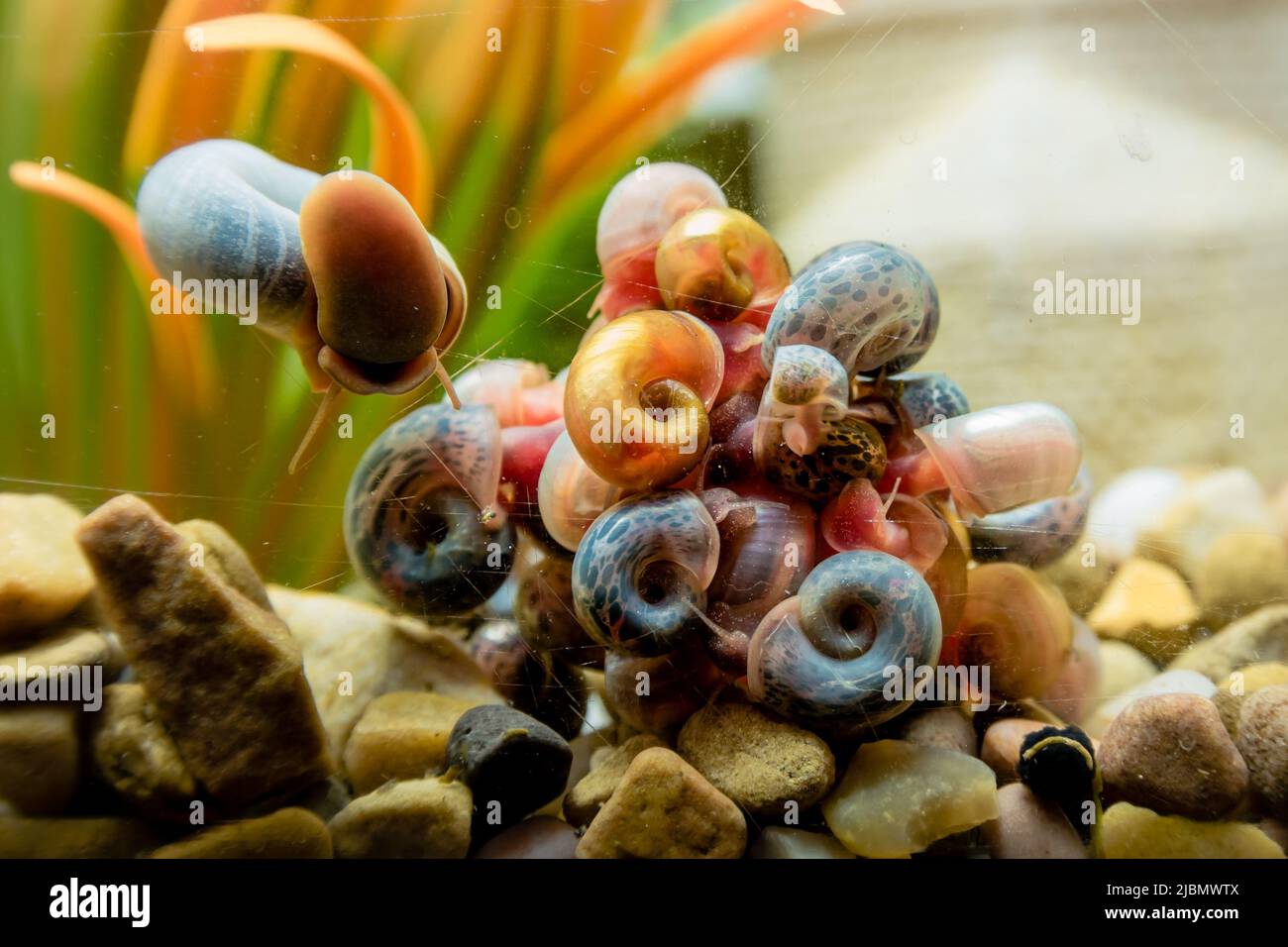 Eine Gruppe von Ramshorn-Schnecken in einem Futterrausch um Algen in einem Aquarium Stockfoto