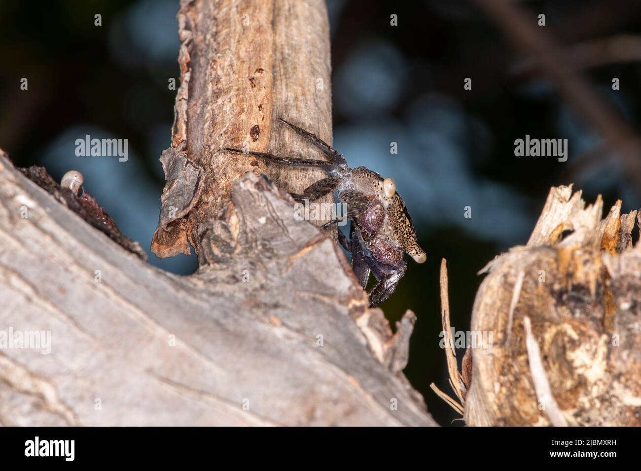 Islamorada, Florida in den Schlüsseln. Mangrovenbaumkrabbe (Aratus pisonii) ist ein Fresser und Raubtier kleiner Wirbelloser und einiger Protisten. Stockfoto