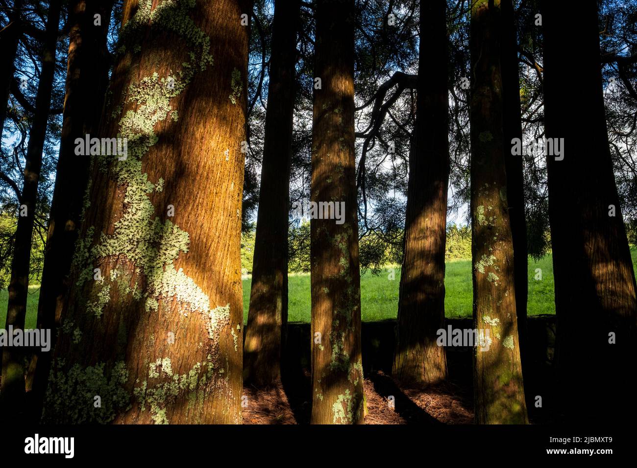 São Jorge, Portugal - 12. August 2021 : Bäume im Parque Florestal das Sete Fontes Stockfoto
