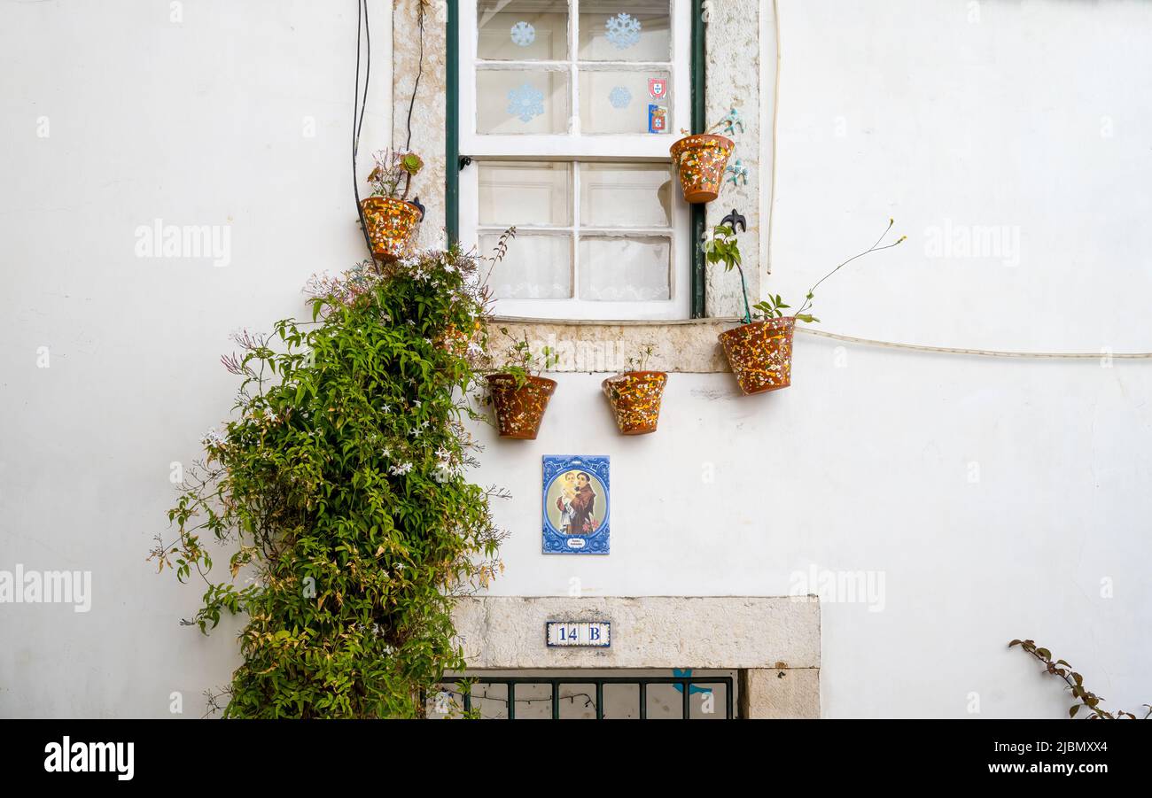 Eine Kletterpflanze befindet sich an der weißen Wand eines alten Hauses in Lissabon, der Hauptstadt Portugals Stockfoto