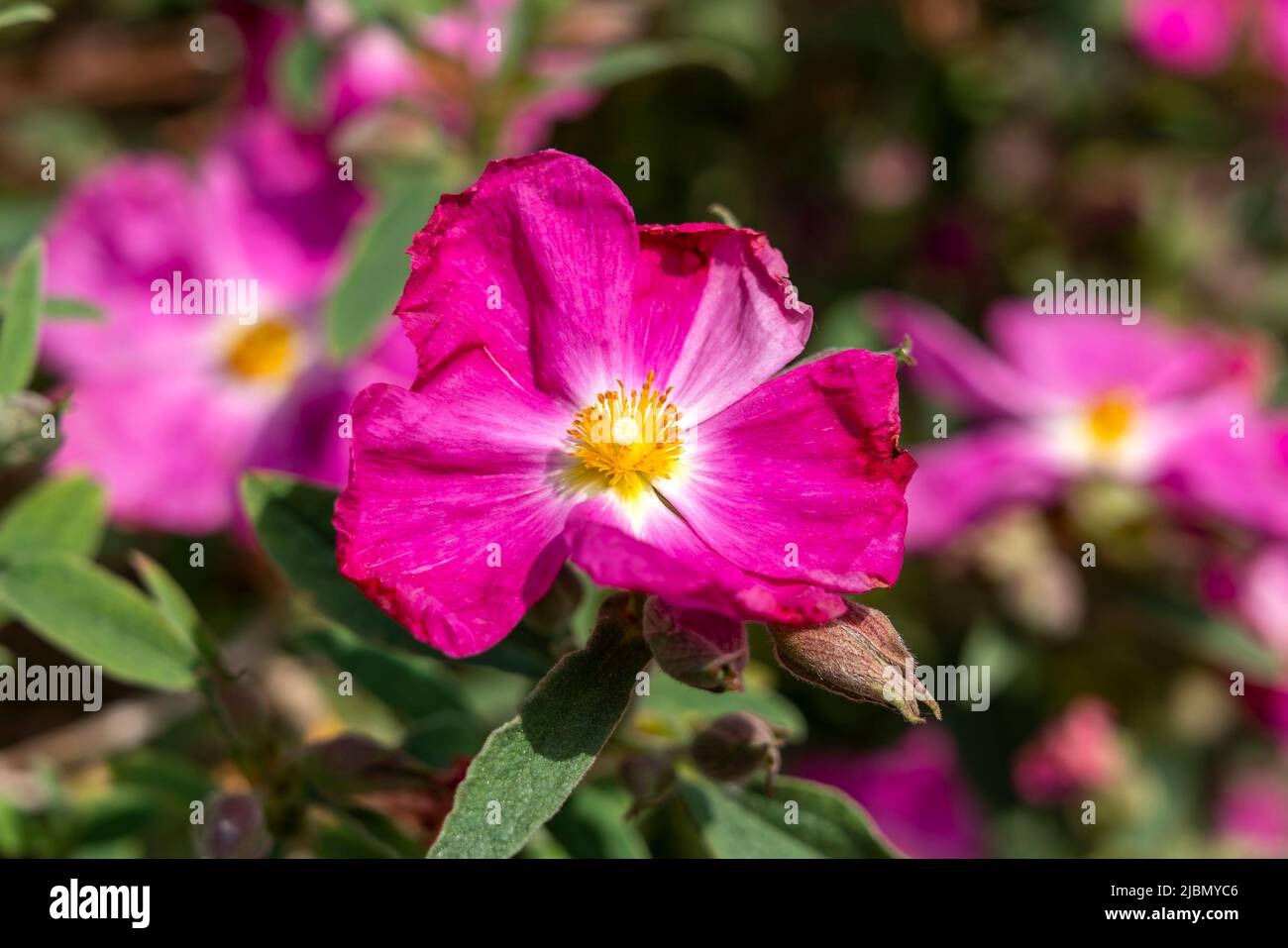 Cistus 'Blushing Peggy Sammons' eine sommerblühende Strauchpflanze mit einer magenta-rosa Sommerblüte, die allgemein als Steinrose bekannt ist, Stockfoto Stockfoto