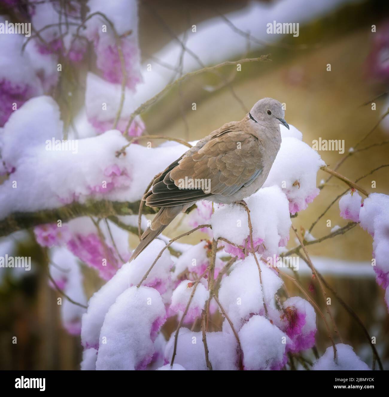 Nahaufnahme einer Taube auf einem Baum mit schneebedeckten rosa Kirschblüten Stockfoto