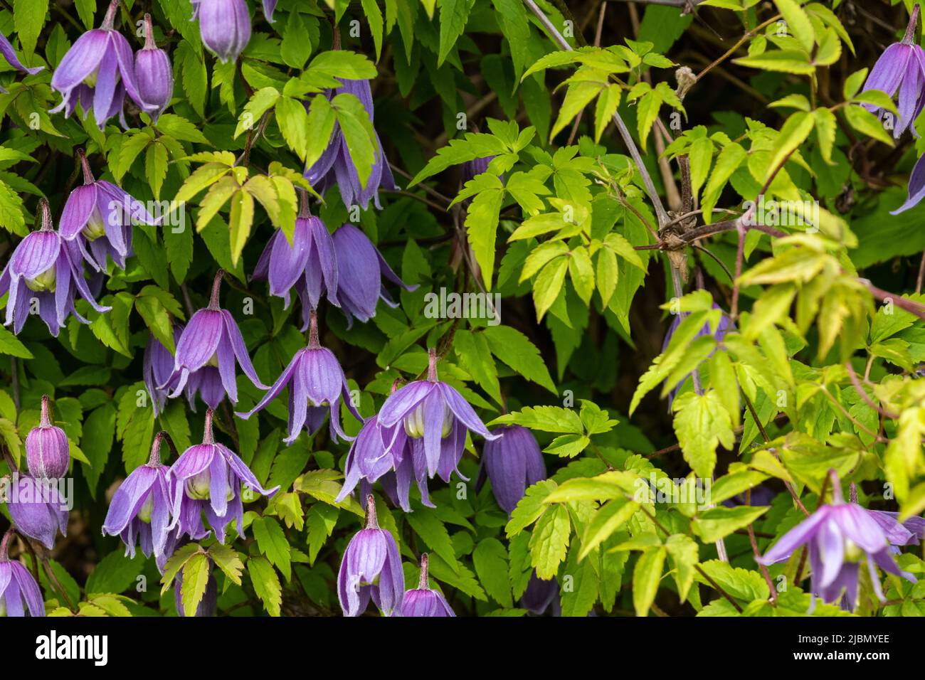 Flowering clematis Fotos und Bildmaterial in hoher Auflösung Alamy