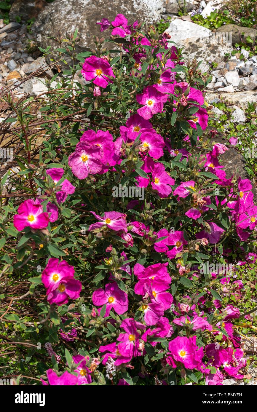 Cistus 'Blushing Peggy Sammons' eine sommerblühende Strauchpflanze mit einer magenta-rosa Sommerblüte, die allgemein als Steinrose bekannt ist, Stockfoto Stockfoto