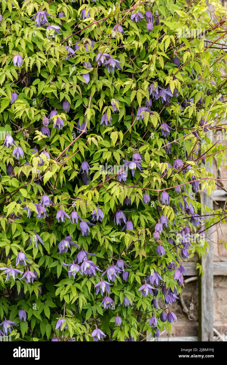 Lila blühende Clematis apina, die ein Spalier gegen eine Wand aufwächst. Dies ist eine frühlingsblühende Clematis mit kleinen glockenförmigen Blüten. Stockfoto