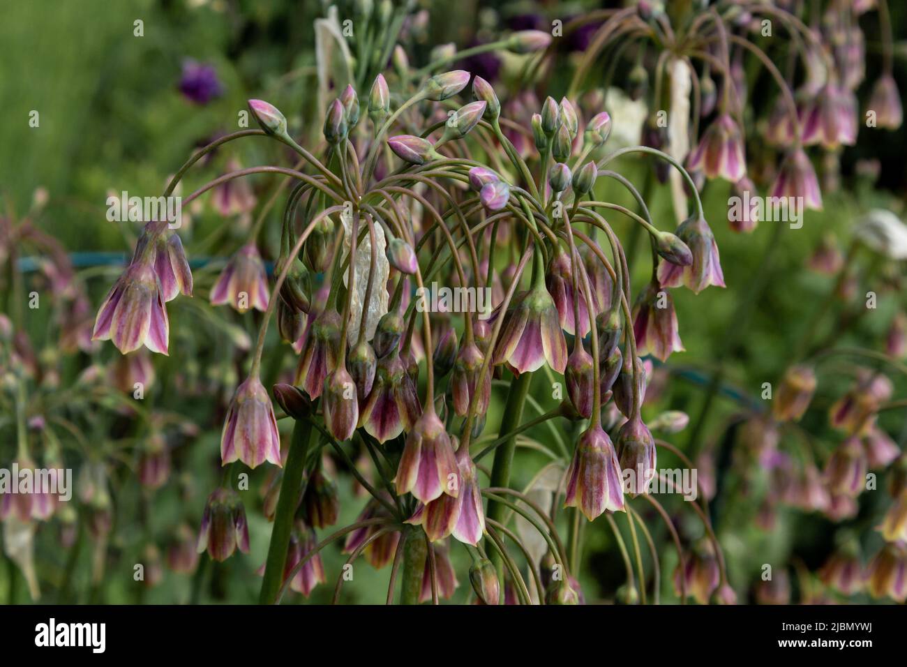 Allium siculum. Sizilianischer Honig Knoblauch. Stockfoto