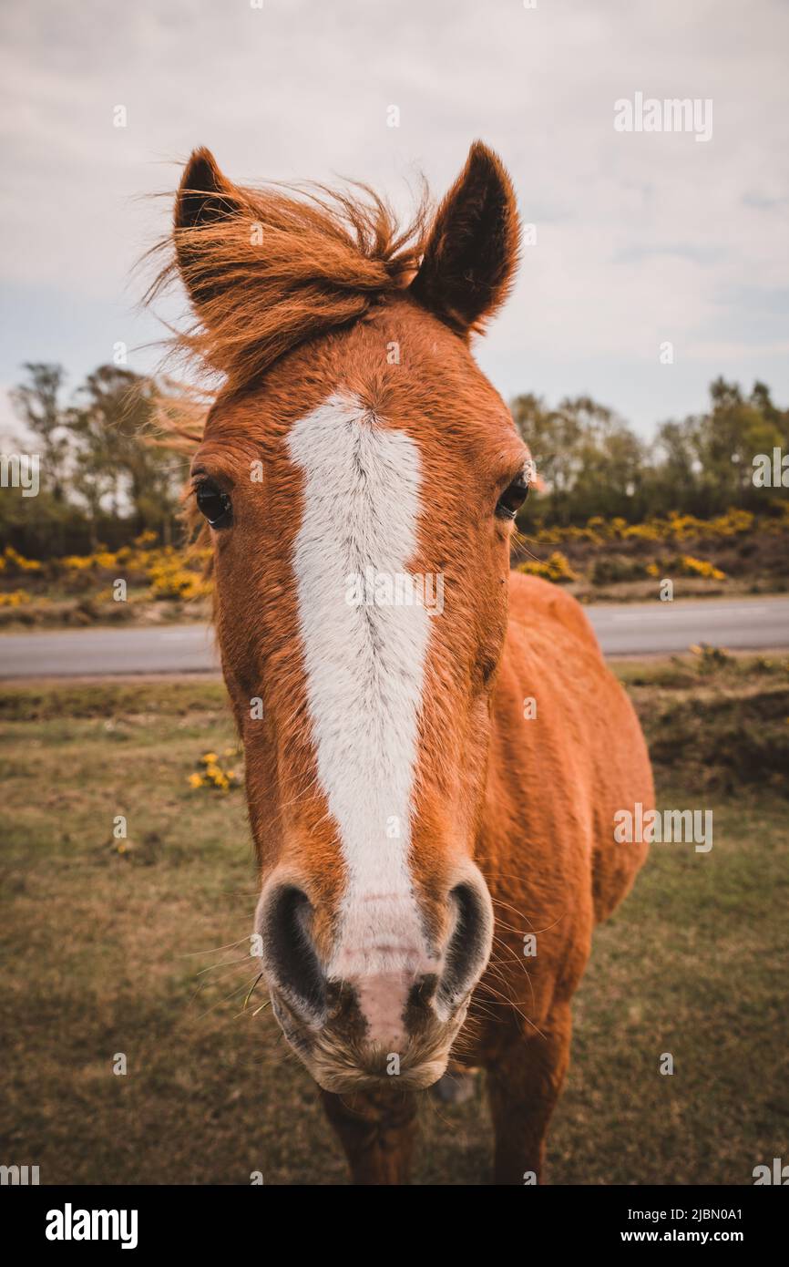 Schönes rotes Pferd Porträt onnature Stockfoto