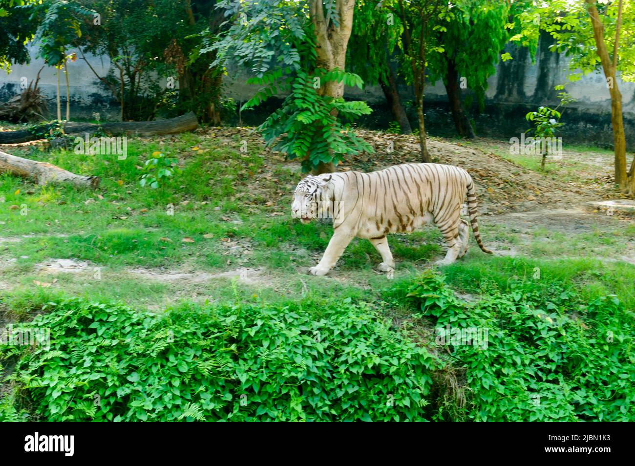 Ein bengalischer Tiger (Panthera tigris tigris) in einem Zoo. Sie gehört zu den größten Wildkatzen, die heute leben. Stockfoto