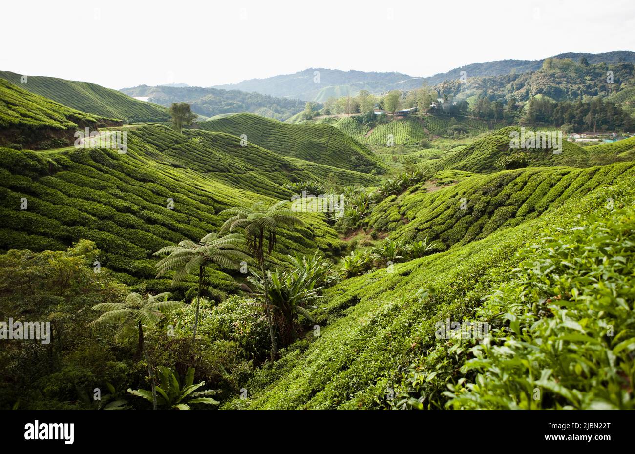 BOH Tea Plantation, Cameron Highlands, Malaysia. Stockfoto