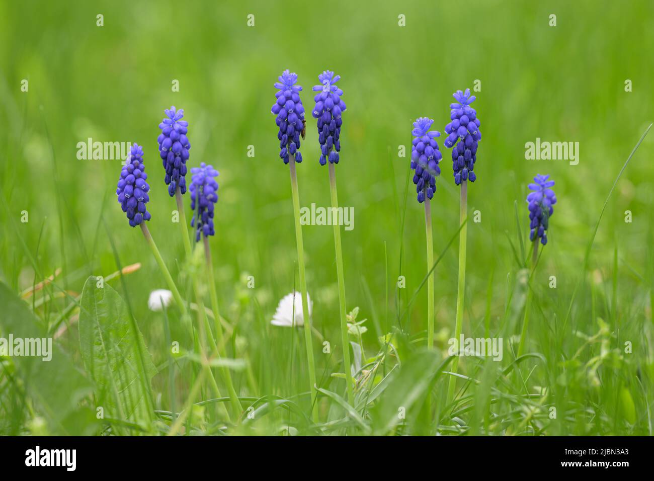 Nahaufnahme einer Traubenhyazinthe (Muscari vernachlässectum) auf einer Wiese, Frühling in einem Garten in Wien (Österreich) Stockfoto