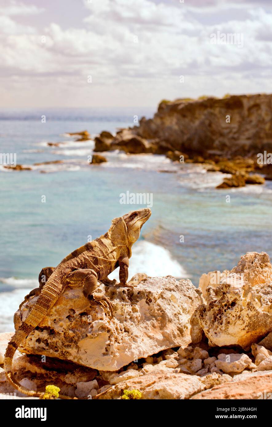 Ein Leguan ruht in der Sonne. Isla Mujeres, Quintana Roo, Mexiko. Stockfoto