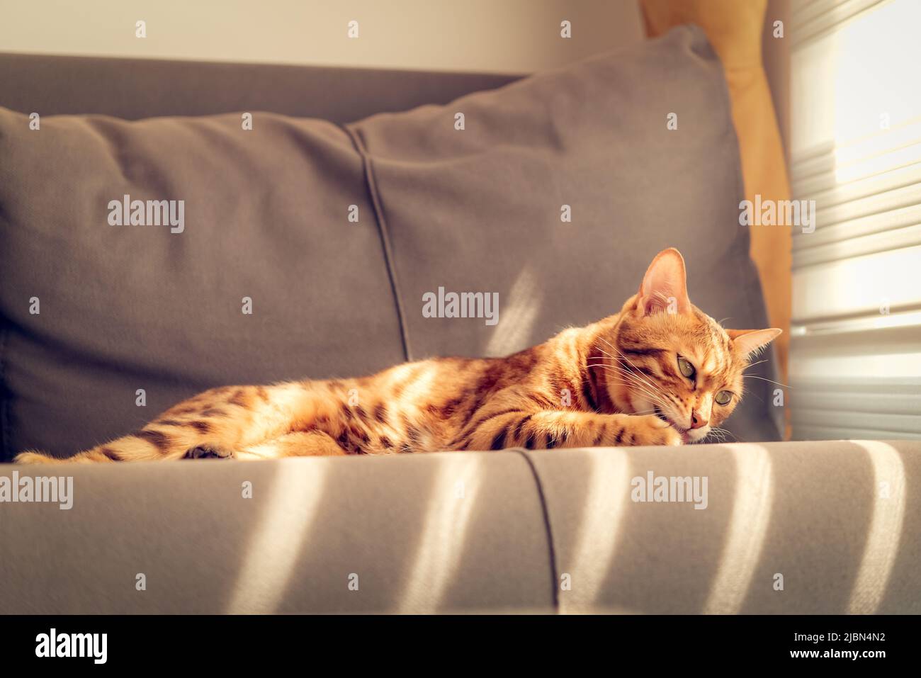 Bengalkatze leckt ihre Pfote auf die Couch. Tonung. Stockfoto