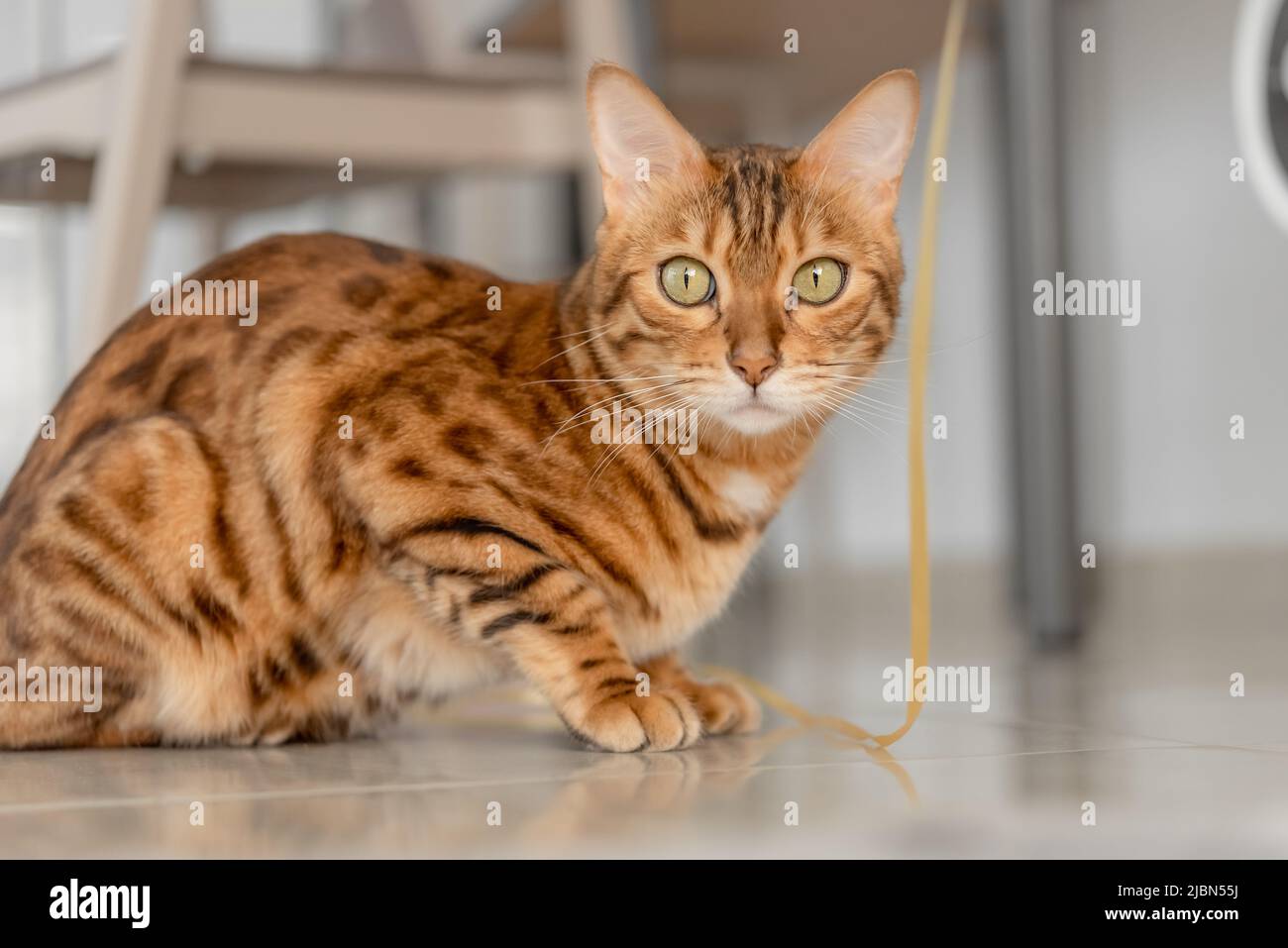 Porträt einer inländischen bengalischen Katze, die im Raum auf dem Boden sitzt. Stockfoto