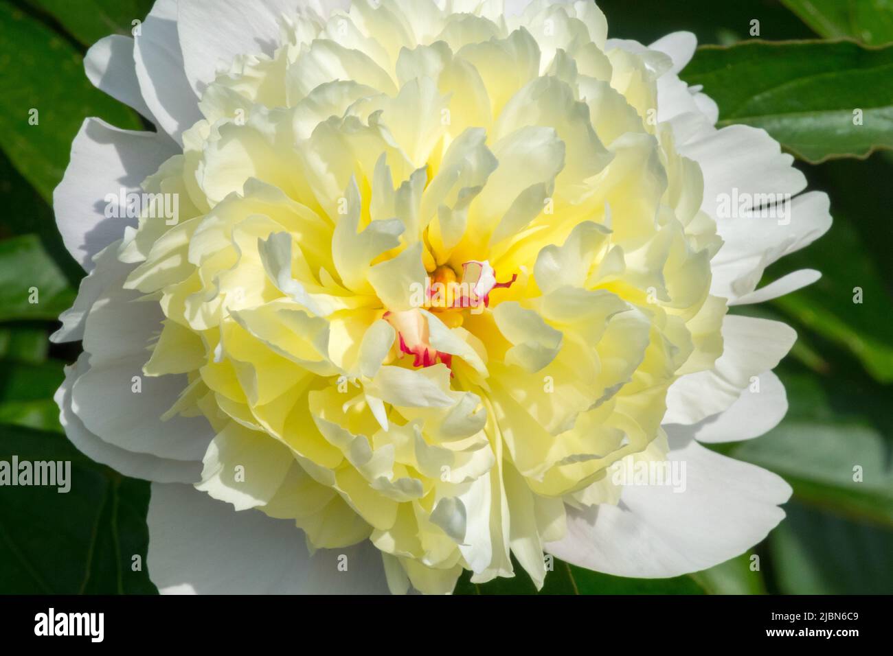 Paeonia lactiflora 'Formosa Alba', weiß, Pfingstrose, Blume, Blütenblätter, Wunderschöne Blüte Stockfoto