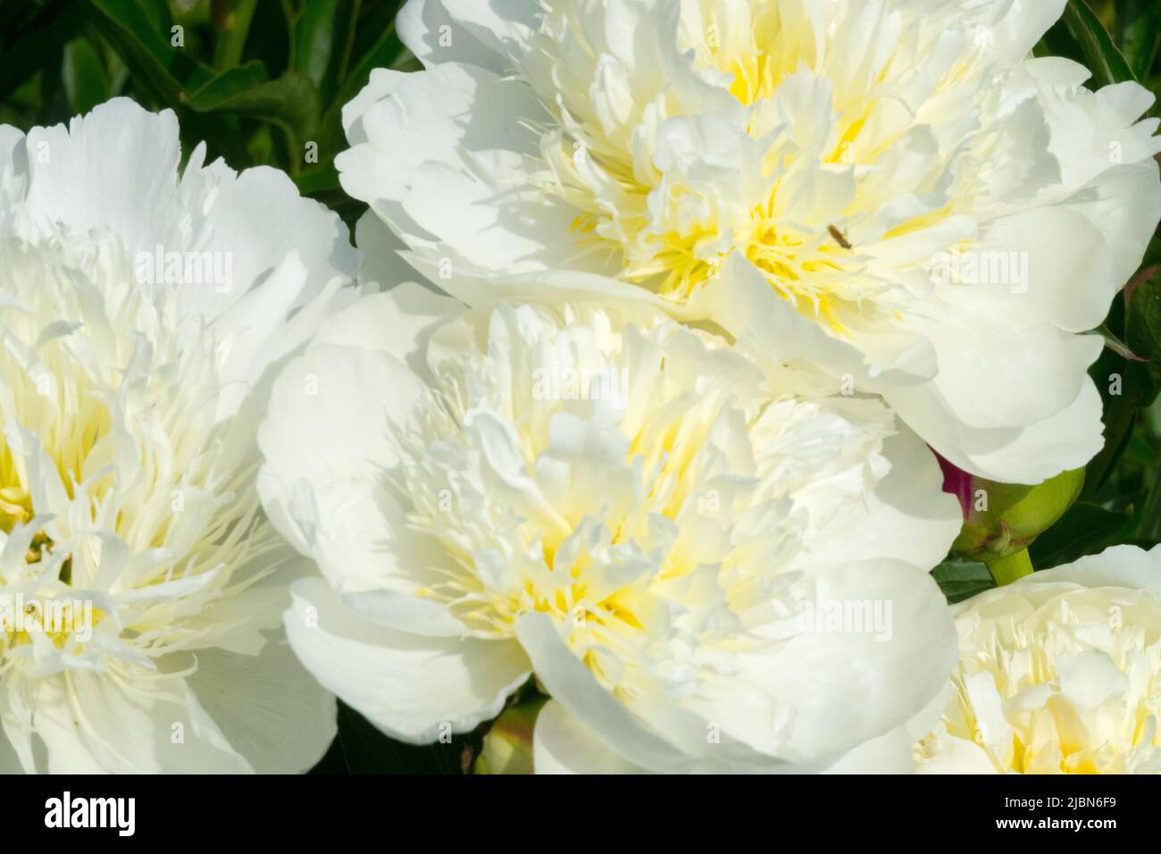 Paeonia lactiflora 'Brides Dream', Weiß, Pfingstrose, Blütenblätter, Paeonia, Dekorativ, Blumen, Ornamental Stockfoto