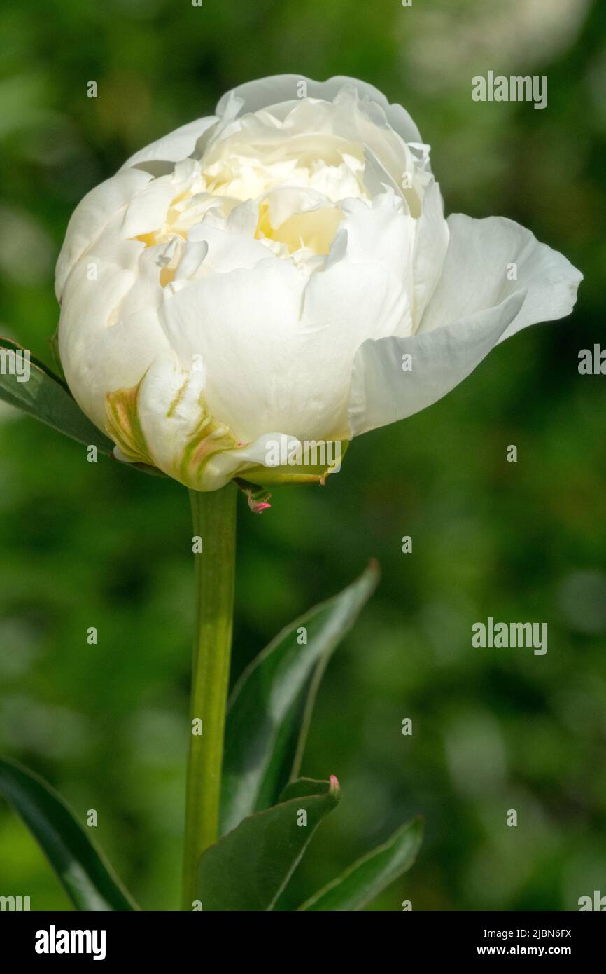 Paeonia „Brides Dream“, Pfingstrose, Bud, Stamm, Blume, Knospende, weiß, Paeonia lactiflora Stockfoto