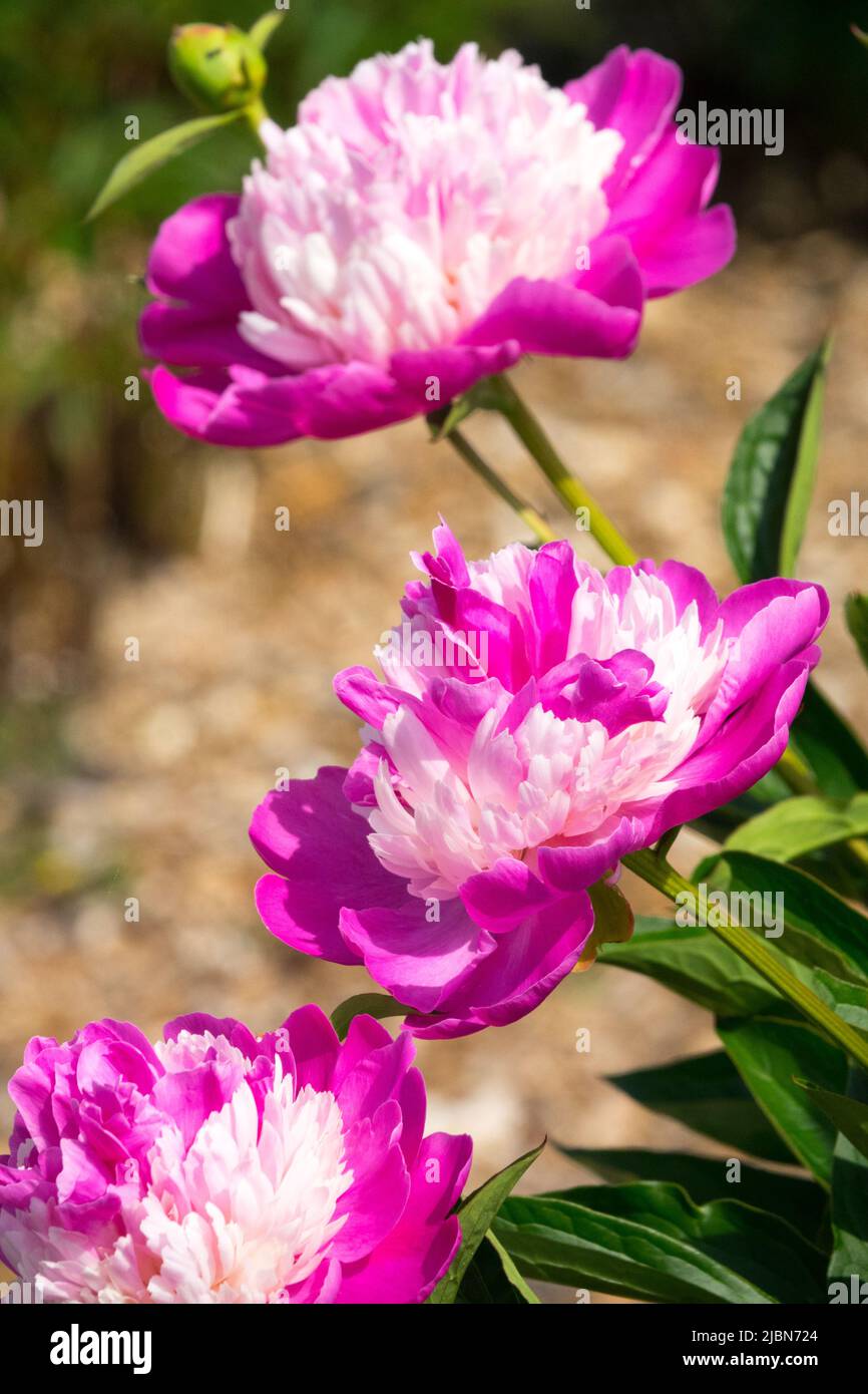 Schön, Paeonia lactiflora, Lila, Rosa, Blume, Pfingstrosen, Pfingstrose „Santa Fe“, Porträt Stockfoto