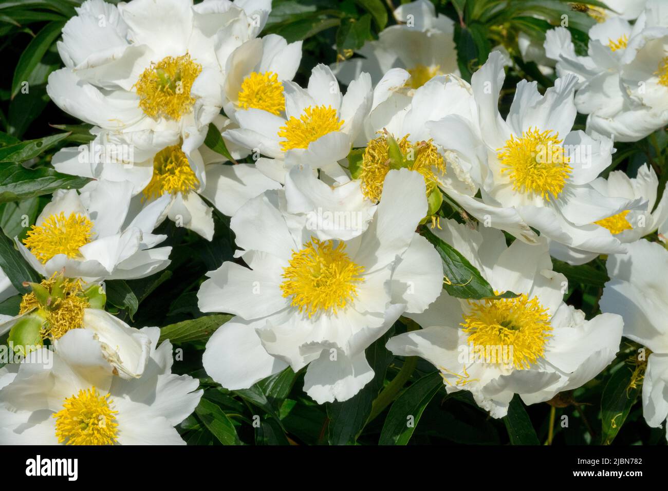 Weiße Pfingstrose 'La France', Paeonia lactiflora, Pfingstrose, Paeonia Blüten Weiße Pfingstrose mit gelbem Zentrum Stockfoto