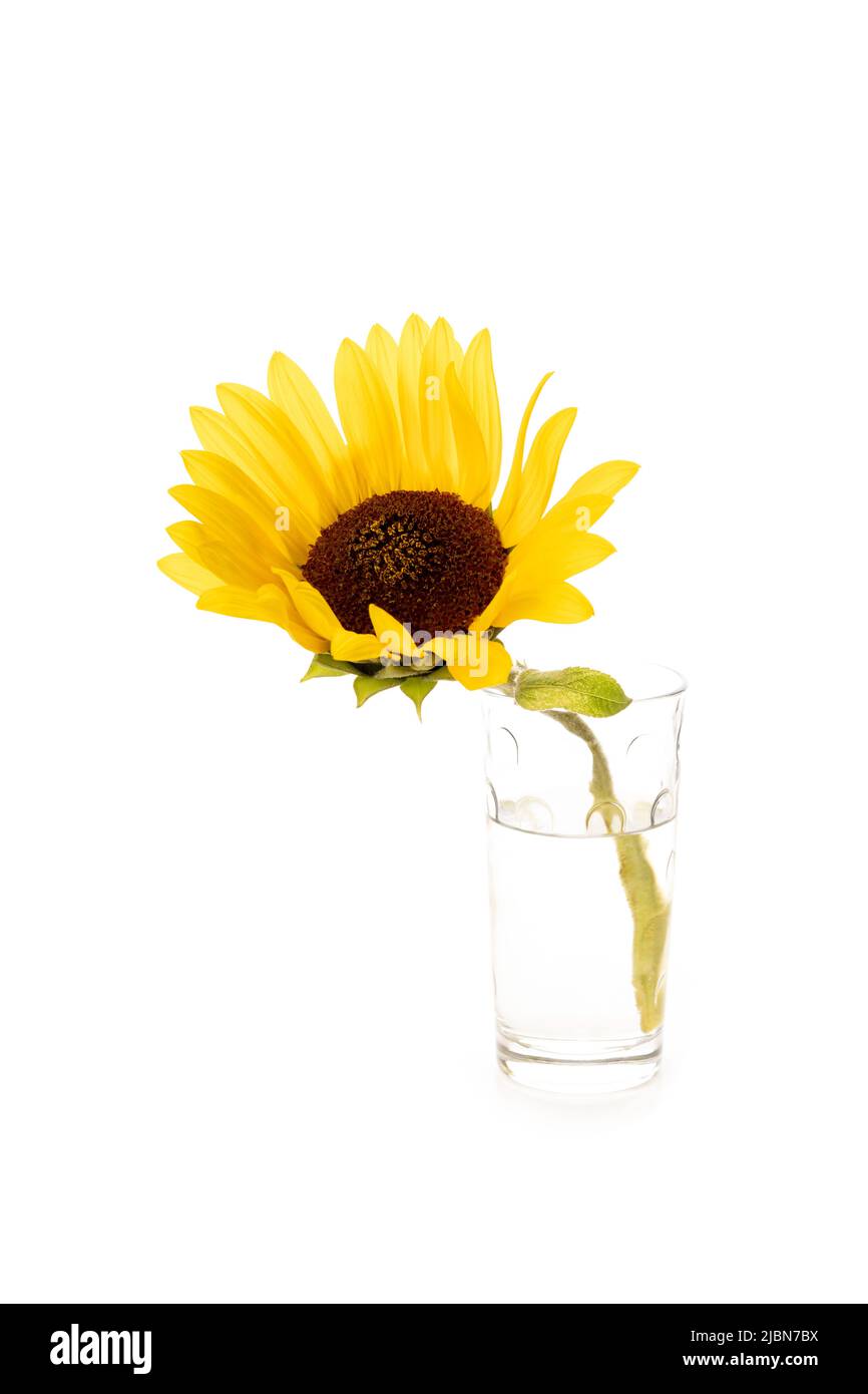 Eine gelbe Sonnenblume isoliert auf weißem Hintergrund Stockfoto