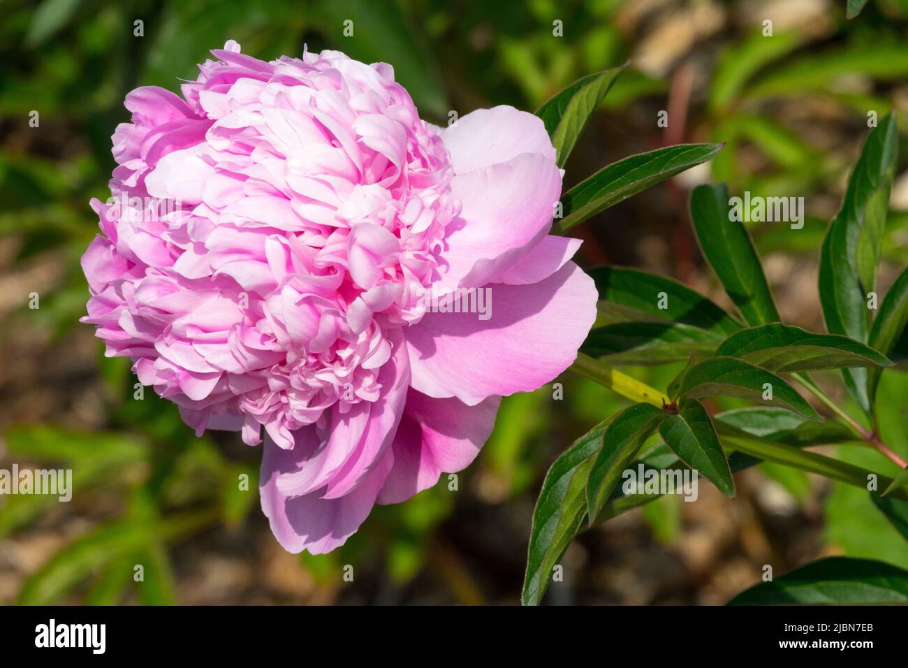 Rosa, Schönheit, Blüte, Paeonia lactiflora, Single, Blume, Pfingstrose „Lady Anna“ Stockfoto