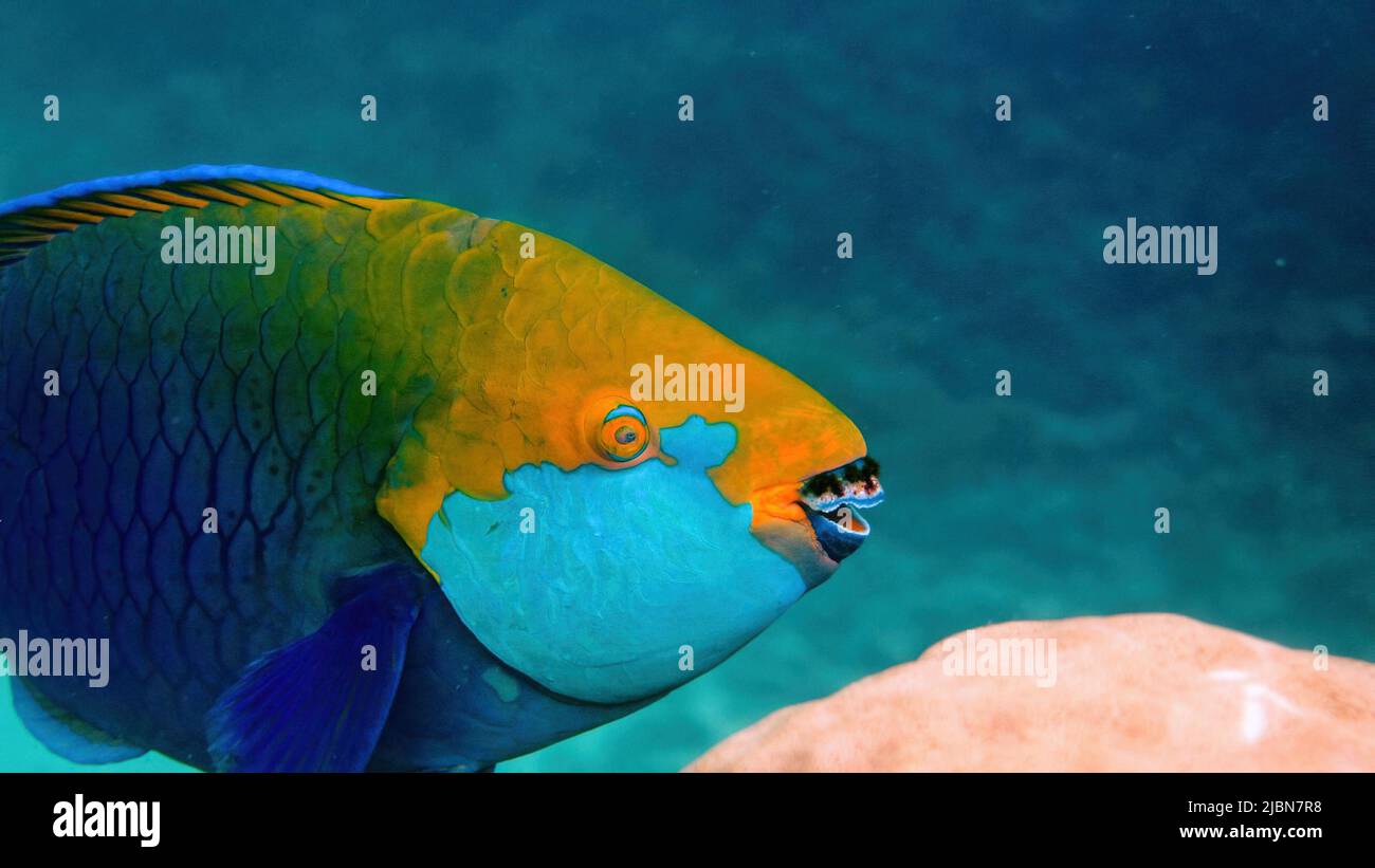 Unterwasserfoto des blauen Papageienfisches der Königin, der zwischen einem Korallenriff schwimmt Stockfoto