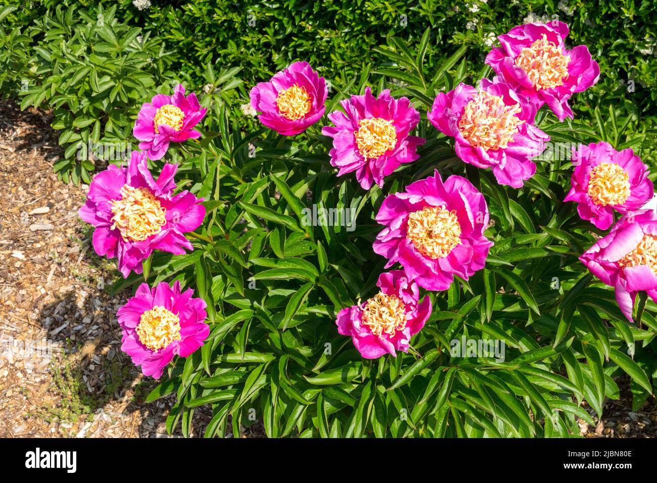 Krautig, Paeonia lactiflora 'Akashigata', Pfingstrose Akashigata, dekorativ, Blumen im Garten, Pfingstrosen Stockfoto