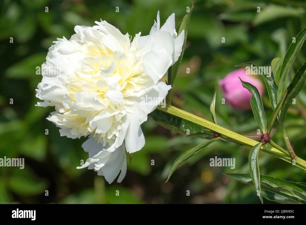 Schönheit, Weiß, Duftend, Blume, Krautig, Paeonia lactiflora, Pfingstrose „Solfatare“ Stockfoto