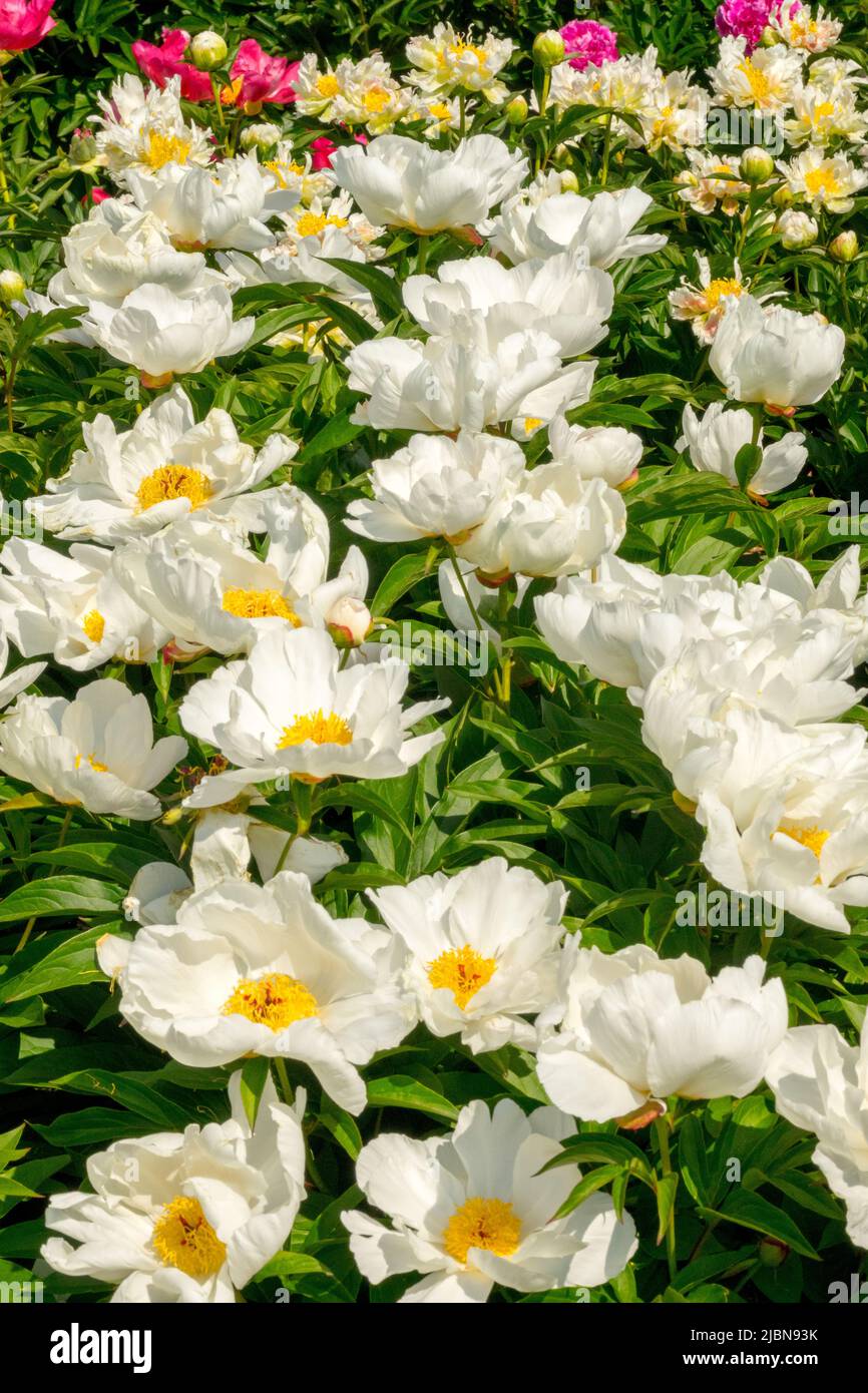 Attraktiv, Weiß, Pfingstrosen, Paeonia lactiflora, krautig, Pflanzen, In, Garten, Pfingstrose Stockfoto