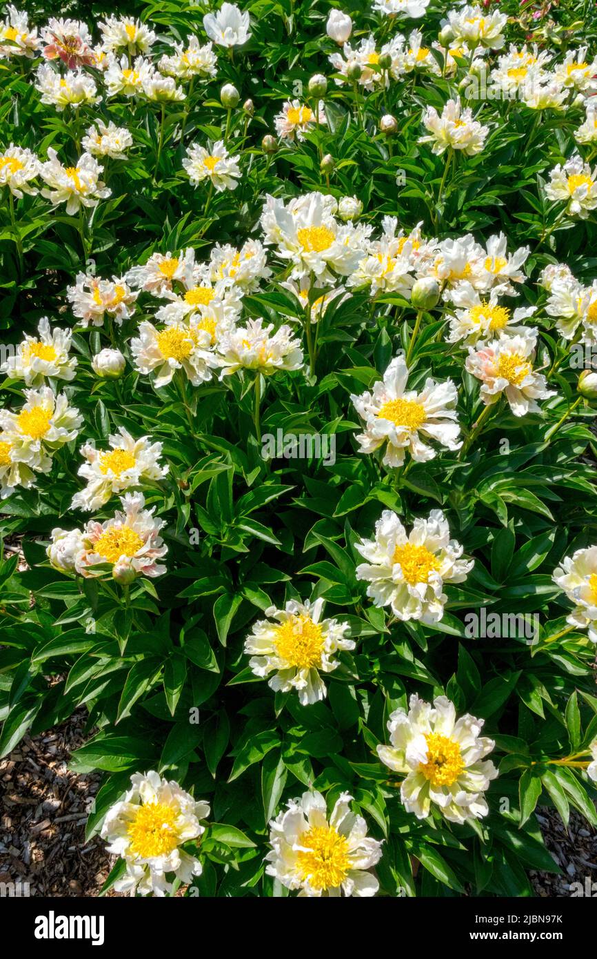 Pfingstrose „Grüner Lotus“, Paeonia lactiflora, Pfingstrosen, krautig, Paeonia, Pfingstrose, Garten, Blumen weiß mit gelbem Zentrum im Garten Stockfoto