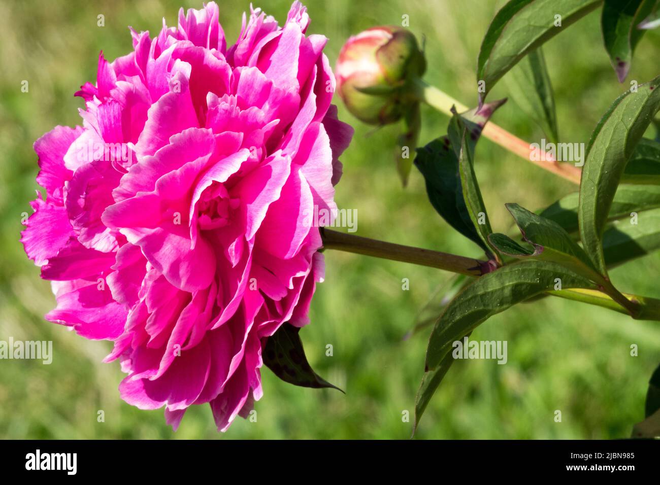 Paeonia lactiflora 'Auguste Dessert', Pfingstrose Stockfoto