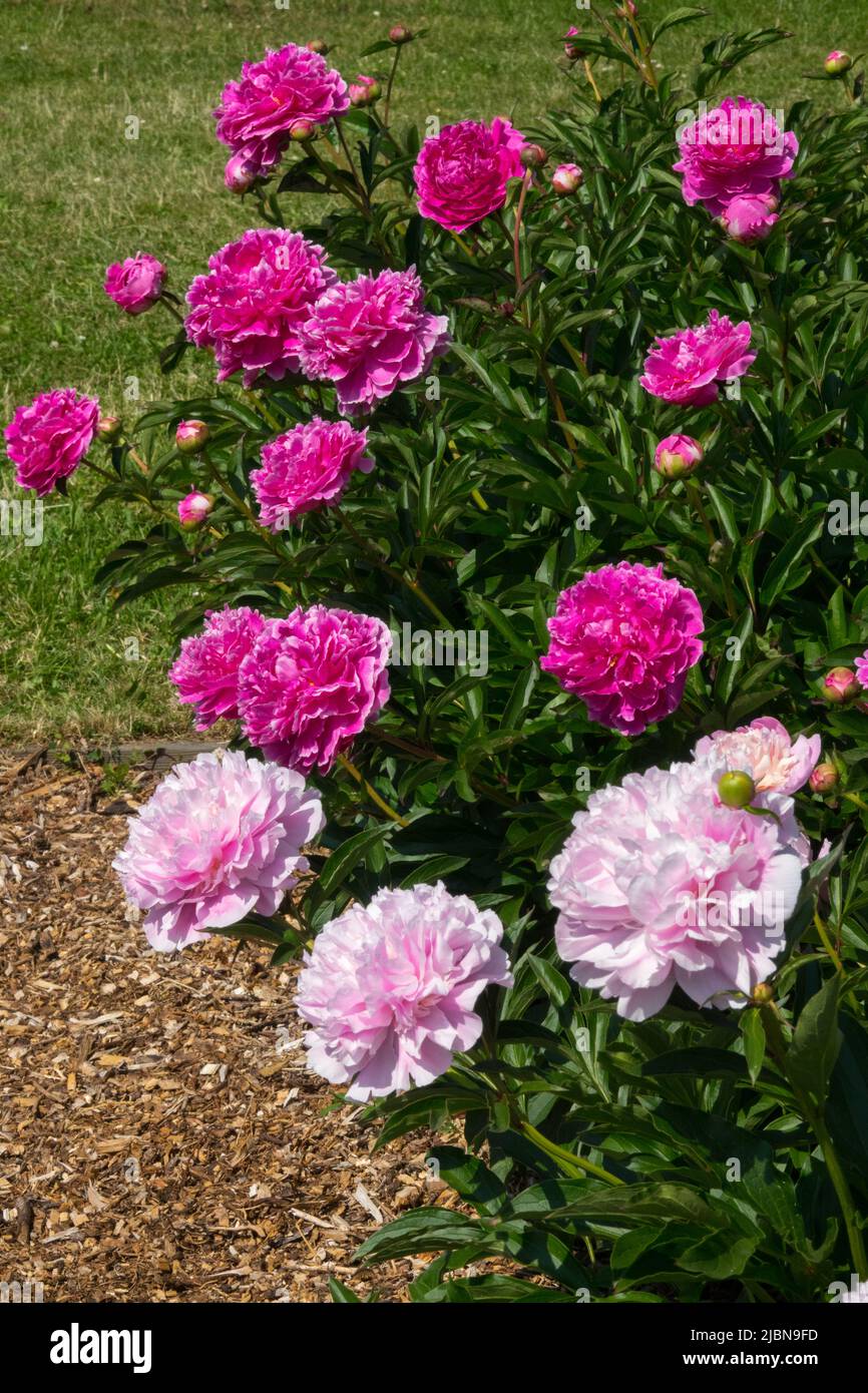 Paeonia lactiflora 'Auguste Dessert' und Peony 'reine Hortense' in Garden Pink Purple Flowers Stockfoto