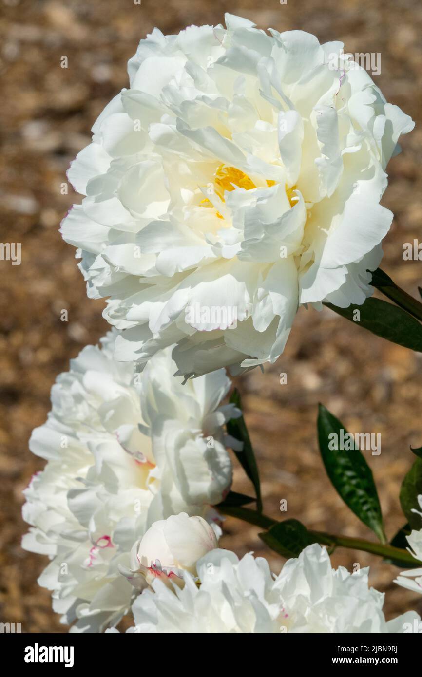 Attraktiv, schön, Paeonia lactiflora, weiß, Paeonia, weiße Pfingstrose, weiße Paeonia Porträt zwei Blumen Pfingstrosen „Boule de Neige“ Stockfoto
