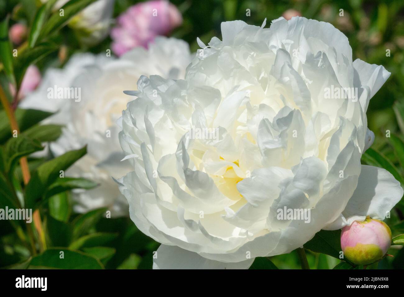 Attraktiv, weiß, Paeonia lactiflora 'Snow Cloud', dekorativ, Blume, Blüte, Pfingstrose, Blüten, Blüten Stockfoto