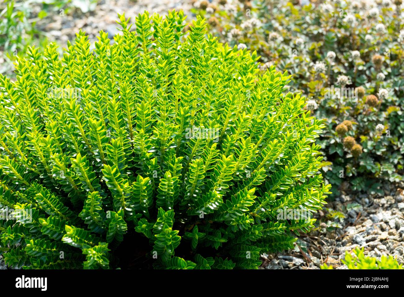 Hebe 'McKean', Gattung Veronica cupressoides, Hebe 'Emerald Juwel', Dekorativ, Sträucher in, Garten, Anlage Stockfoto