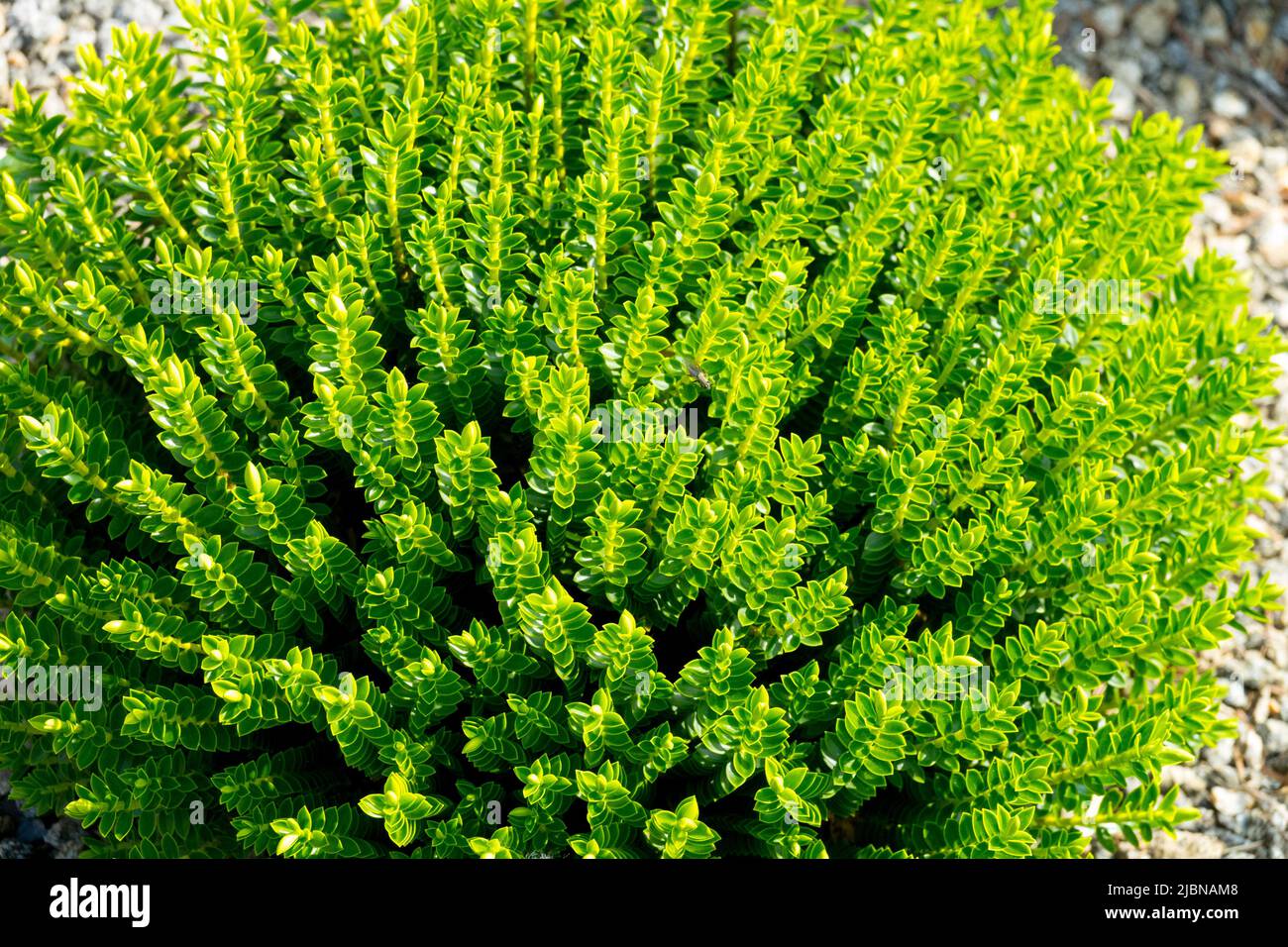 Hebe cupressoides 'McKean', Veronica cupressoides, Hebe Decorative