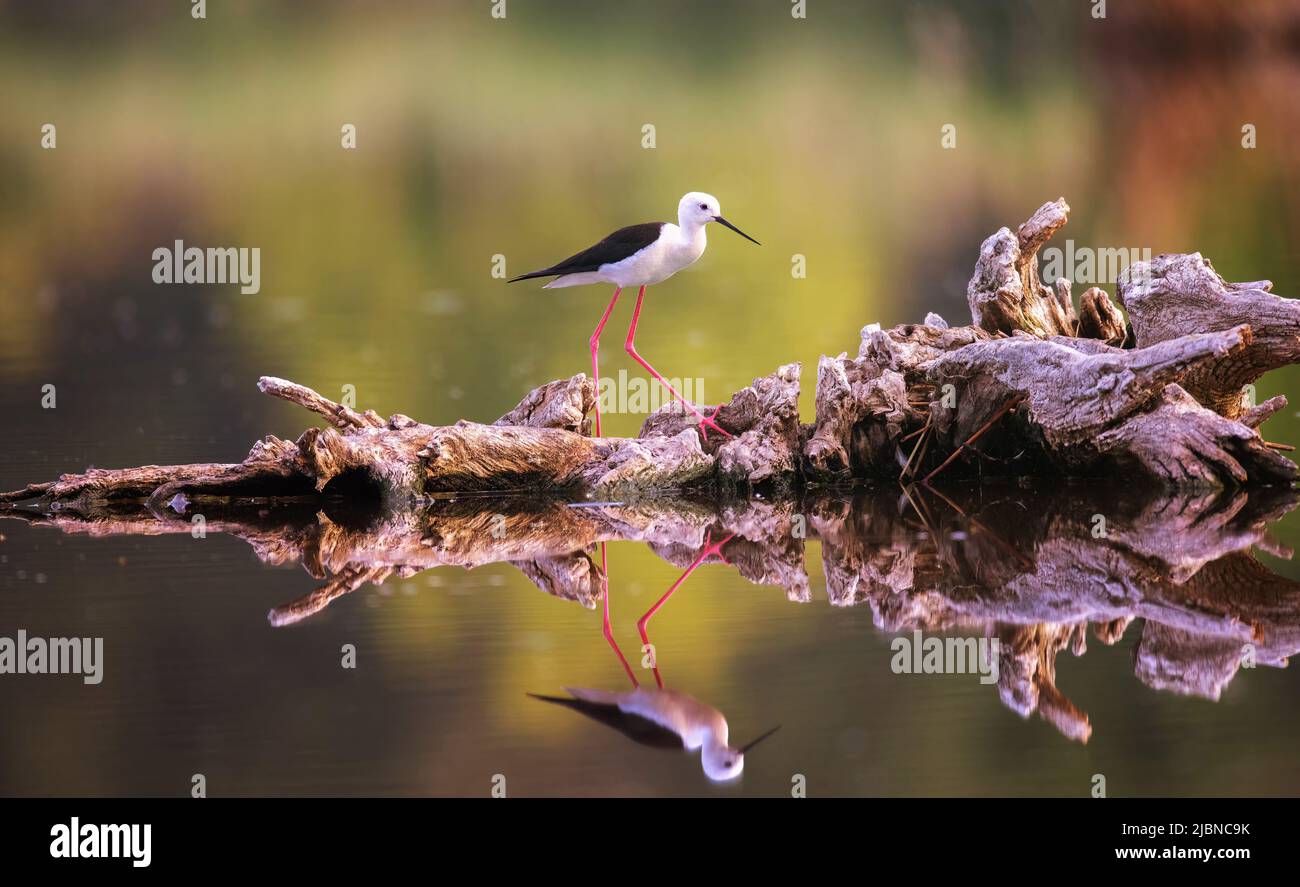 Portrait des Schwarzflügelflüglens er geht auf Holz auf der Oberfläche und hat eine schöne Spiegelung im Wasser, das beste pohto. Stockfoto